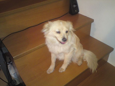 Εντοπίστηκε σκυλίτσα στη Λαμία