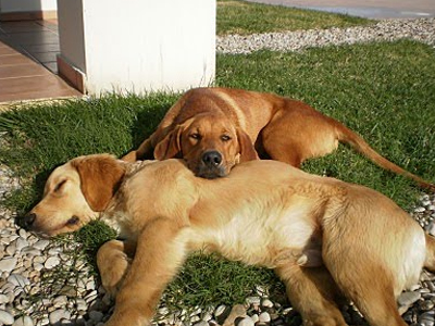Δηλητηρίασε αδέσποτα με άκουα φόρτε!