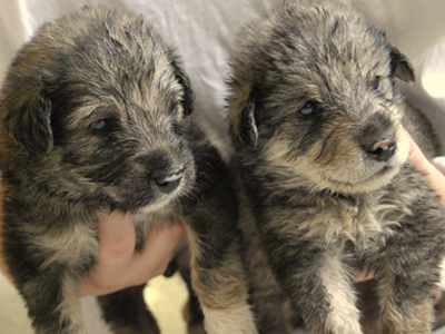 Ζητούν μόνιμη αγκαλιά