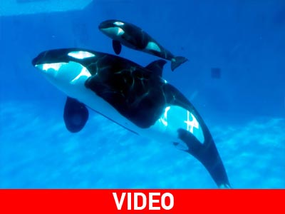 Η.Π.Α.: Το θαύμα της φύσης on camera