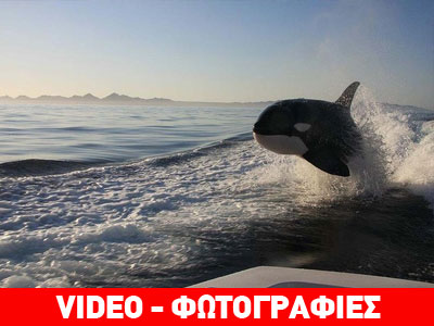 Μεξικό: Τους πήραν στο κυνήγι φάλαινες – δολοφόνοι