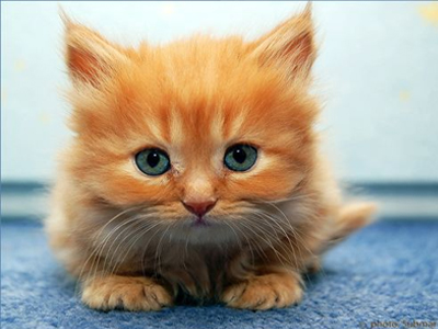 Πρέβεζα: Δηλητηρίασαν τρία γατάκια