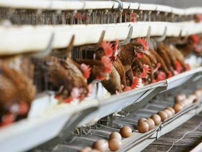 Στο έλεος των κλωβοστοιχιών οι όρνιθες σε Ελλάδα και Ιταλία