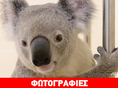 Αυστραλία: Κοάλα ταξίδεψε στη «μάσκα» αυτοκίνητου για 88 χλμ..