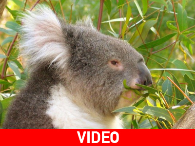 «Καμπανάκι» για το Κοάλα στην Αυστραλία