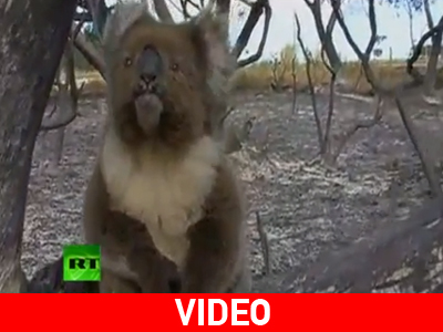 Τύχη βουνό για Κοάλα στην Αυστραλία