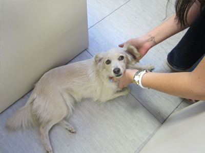 Βοηθήστε να επιστρέψει στο σπίτι της