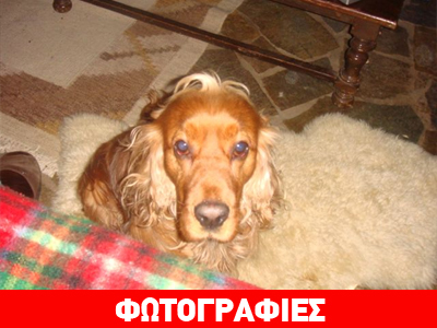 Χαρίζεται κόκερ σπανιέλ