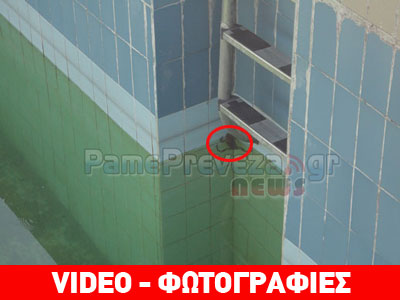 Πρέβεζα: Βατράχια στο δημοτικό κολυμβητήριο!