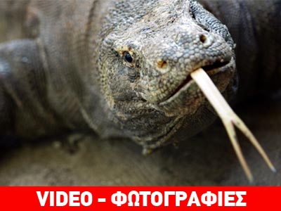 Ινδονησία: Το δάγκωμα του δράκου τους έστειλε στο νοσοκομείο Ινδονησία: Το δάγκωμα του δράκου τους έστειλε στο νοσοκομείο