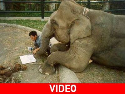 Ελέφαντας με έφεση στην… κορεατική γλώσσα!