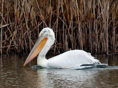 Καλά νέα για τους κορμοράνους στα Ιωάννινα