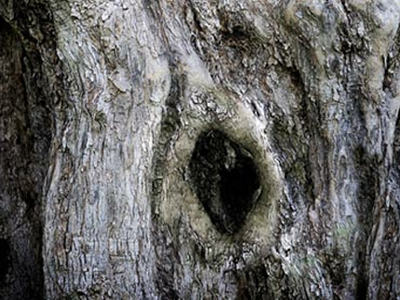 Η κουφάλα του δέντρου έκρυβε ναρκωτικά