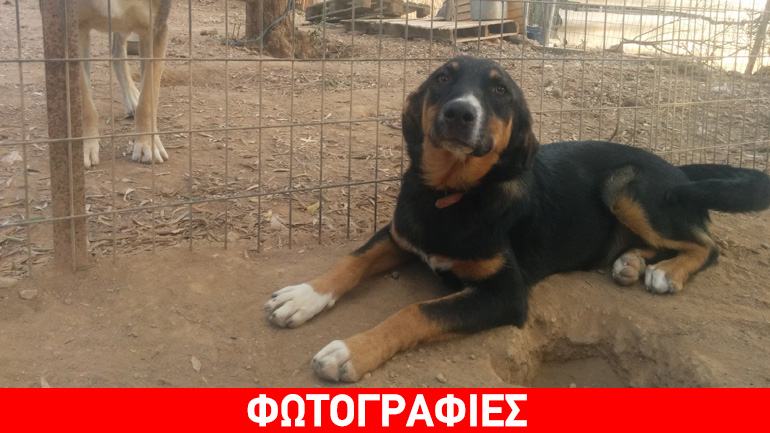 Χαρίζεται ο κουταβούλης Νίνο