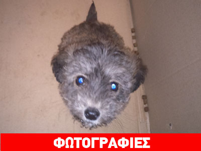 Βρέθηκε φουντωτός κουταβούλης και αναζητά σπίτι