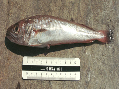 Κατάσχεση παράνομου αλιεύματος στην Αλεξανδρούπολη