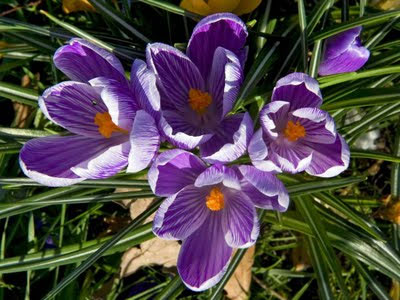 Ελληνική πρωτιά στην παραγωγή κρόκου