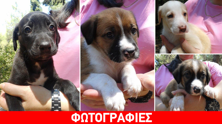 Αξιολάτρευτα κουταβάκια αναζητούν αγκαλιά!