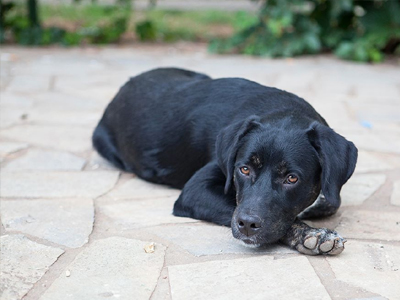Βρέθηκε ημίαιμο Λαμπραντόρ στην Αγία Παρασκευή