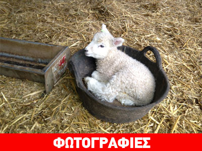 Βρετανία: Κατσικάκι με πέντε πόδια