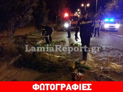Λαμία: Τα πήρε (τα δέντρα) και τα… ξερίζωσε!