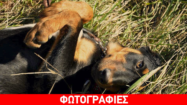 Η πανέξυπνη Λάρα ψάχνει σπίτι