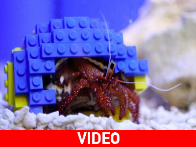 Κάβουρας βρήκε καταφύγιο σε… τουβλάκια της Lego