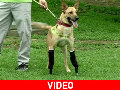 Μεξικό: Σκύλος στέκεται και πάλι στα πόδια του με πρόσθετα μέλη