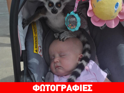 Λεμούριος προσπαθεί να δραπετεύσει με τη βοήθεια ενός… μωρού!