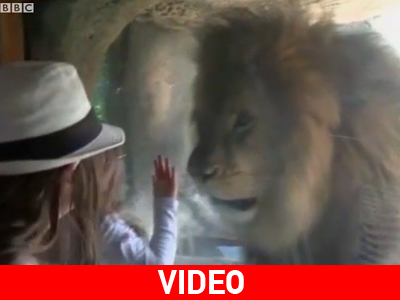 Πρόσωπο με πρόσωπο με τον… βασιλιά της ζούγκλας!