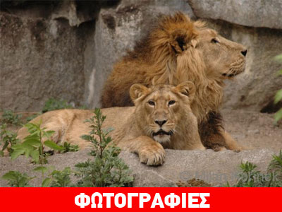 Όσα δεν ξέρετε για τον πρόγονο του λιονταριού