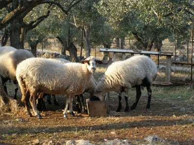 Σε Λήμνο και Άγιο Ευστράτιο ο προϊστάμενος της Κτηνιατρική Υπηρεσίας της Περιφέρειας