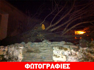 Πτώση δέντρου στη Μύρινα εξαιτίας των θυελλωδών ανέμων