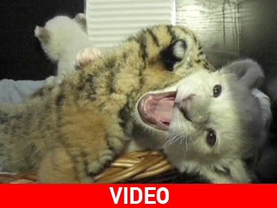 Ουκρανία: «Χαράς Ευαγγέλια» στον Ζωολογικό Κήπο της Γιάλτας Ουκρανία: «Χαράς Ευαγγέλια» στον Ζωολογικό Κήπο της Γιάλτας