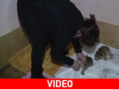 Γεωργία: Μπιμπερό για αξιολάτρευτα λιονταράκια