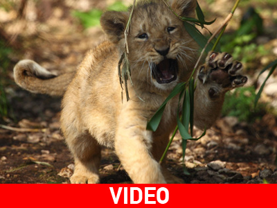 Νεογέννητα λιονταράκια κλέβουν την παράσταση στη Βρετανία