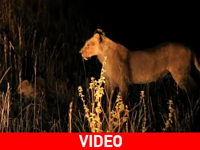 Κένυα: Μάχη για την επιβίωση του λιονταριού