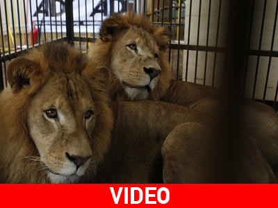 «Νέα σελίδα» στη ζωή 25 λιονταριών