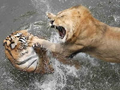 Τίγρη – Λιοντάρι: σημειώσατε ένα