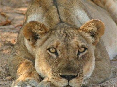 Αυστραλία: Επίθεση λιονταριού σε υπάλληλο Εθνικού Πάρκου