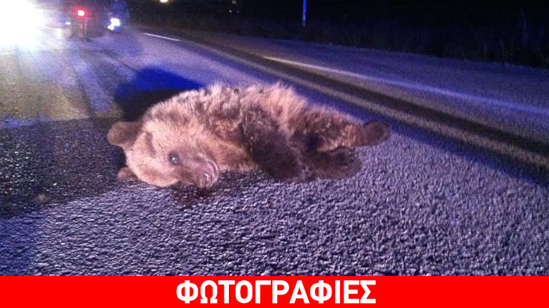 Καστοριά: Νεκρό αρκουδάκι σε τροχαίο