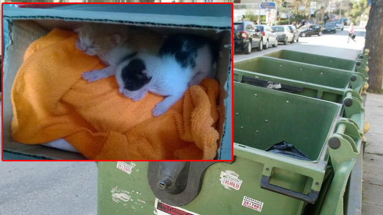 Πάτρα: Πέταξαν νεογέννητα γατάκια στα σκουπίδια