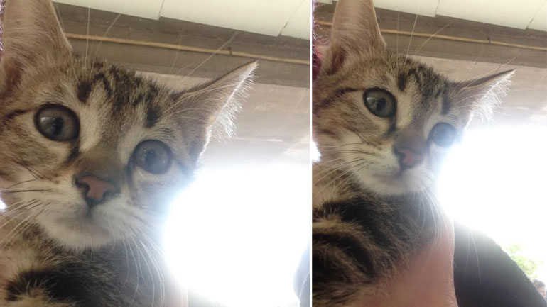 Γατούλα ψάχνει σπίτι!