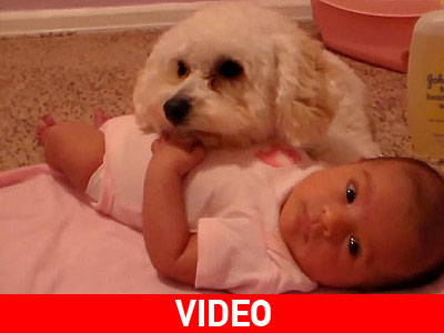 Σκυλάκι προστατεύει το μωρό από την… ηλεκτρική σκούπα!