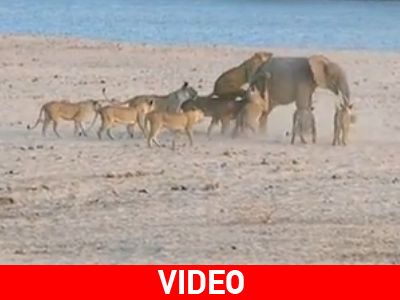 Ελεφαντάκι βάζει τα γυαλιά σε… 14 λιοντάρια! Ελεφαντάκι βάζει τα γυαλιά σε… 14 λιοντάρια!