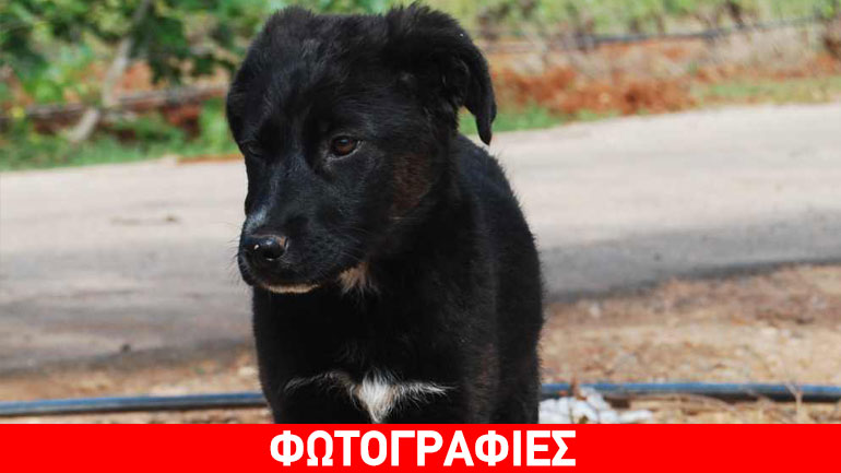 Η Little Black Princess αναζητά την οικογένειά της