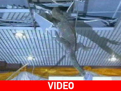 Μια σαύρα στο Κοινοβούλιο της Ταϊλάνδης