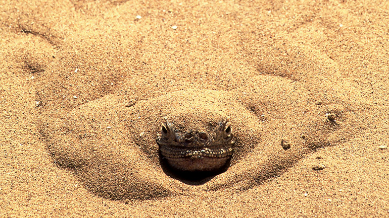 Χανιά: Κάνουν προπόνηση ανάμεσα σε φίδια και σαύρες