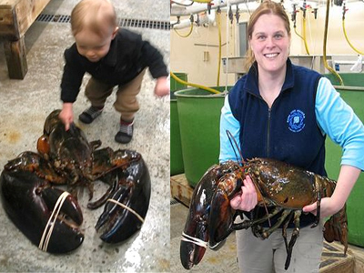 Αστακός στο μέγεθος ενός μικρού παιδιού!