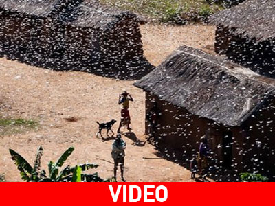 Σμήνη από ακρίδες απειλούν τη Μαδαγασκάρη